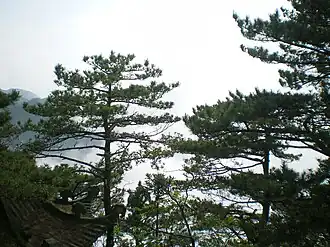 Габитус взрослых деревьев, произрастающих на горе Лушань