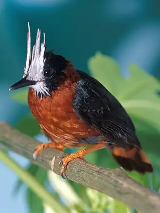 Султанолобая аракура Pithys albifrons