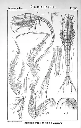 Кумовый рак Hemilamprops assimilis