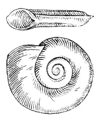 Planorbis carinatus drawing