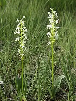 Любка двулистная (Platanthera bifolia)