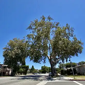 Общий вид взрослого растения