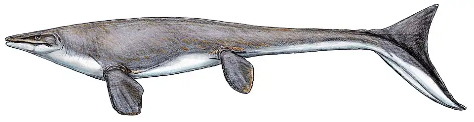 Platecarpus