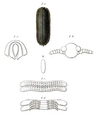 Platydesmus moreleti