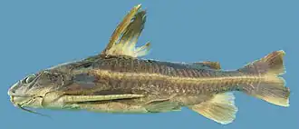 Platydoras brachylecis