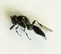 Platygaster sp., самка