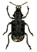 P. resinosus (Scopoli 1763)