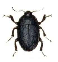 Platyscelis polita