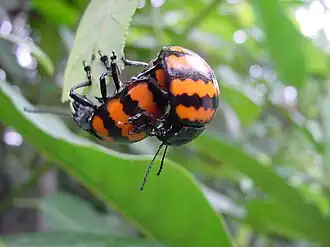 Листоеды Platyphora sophii