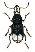 P. albinus (Linnaeus 1758)