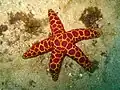 Морская звезда Plectaster decanus