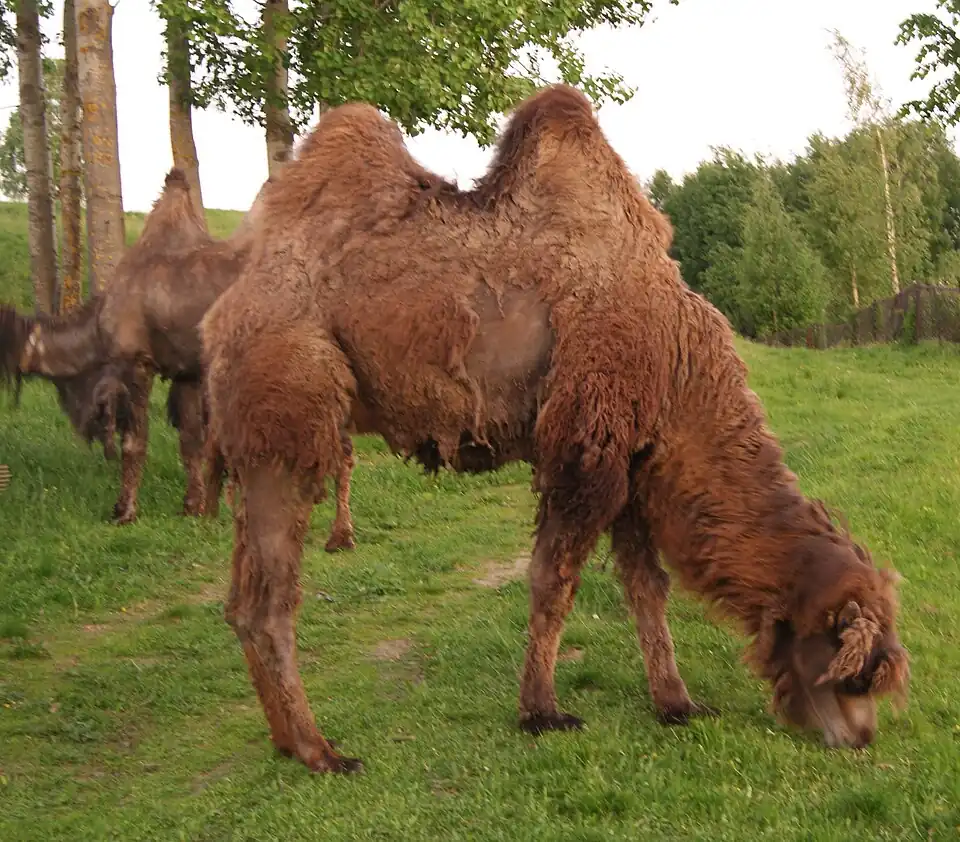 Верблюды фермерского хозяйства. Подгорное. 2009 год