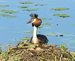 Чомга на гнезде