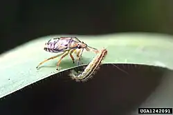 Нимфа, атакующая гусеницу