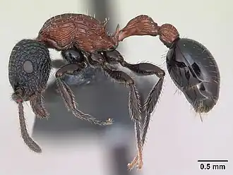 Poecilomyrma