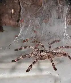 Poecilotheria regalis в террариуме
