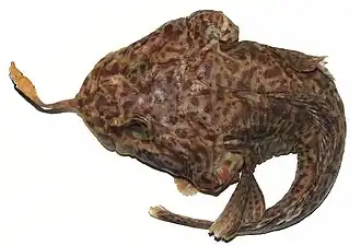 Pogonophryne macropogon, 290 мм TL,вид сверху (формалин)