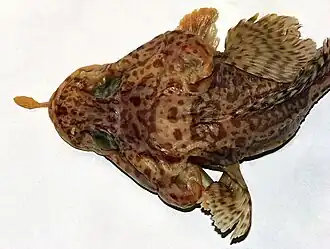 Pogonophryne marmorata, самка, 180 мм TL,вид сверху