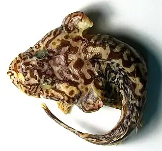 Pogonophryne ventrimaculata, 195 мм TL,вид сверху