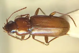 Pogonistes testaceus