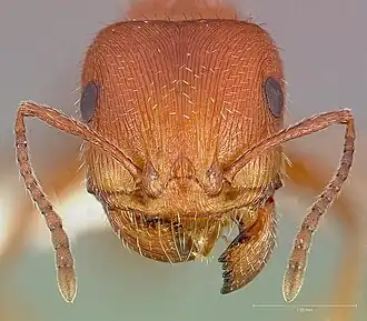 Муравей Pogonomyrmex maricopa