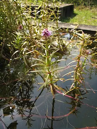 Pogostemon yatabeanus