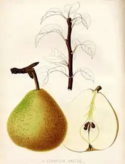 Рисунок, изображающий грушу в разрезе