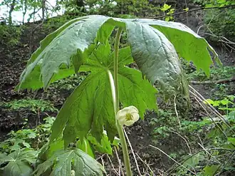 Общий вид растения