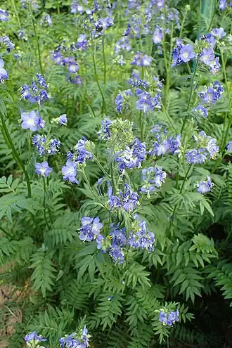 Цветущее растение