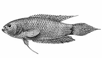 Polyacanthus cupanus