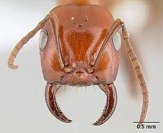 Солдат Polyergus breviceps