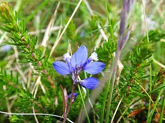 Цветущее растение. Бретань, Франция.