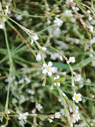 Polygonum arenarium subsp. pulchellum