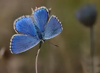 Голубянка коридоний