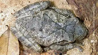 Крестоносный веслоног