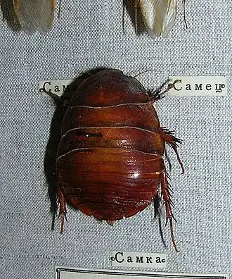 Песчаная черепашка