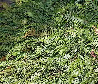 Многоножка обыкновенная