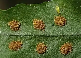 Скопление зрелых спор