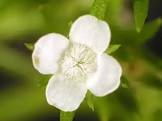 Polypremum procumbens