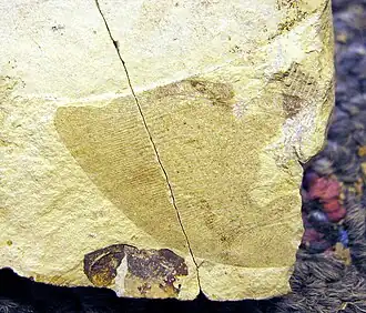 Polystoechotites lewisi