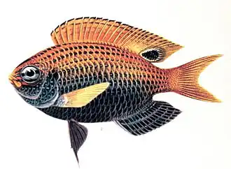 Помацентрус