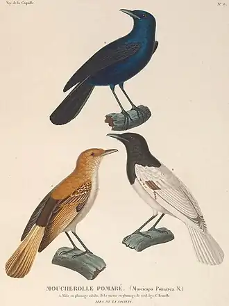 Вверху взрослый самец, ниже старый самец, внизу самка