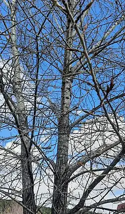 Зимний наряд