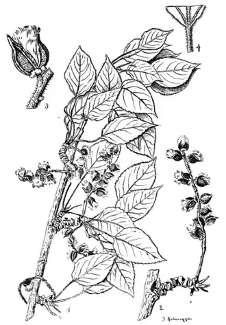 Ботаническая иллюстрация1—общий вид, 2—серёжка, 3—плод (увел.), 4—черенок с основанием листа.