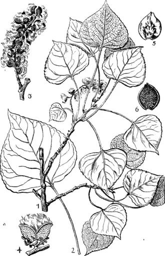 Ботаническая иллюстрация1—общий вид, 2—лист, 3—серёжка, 4—плод (ув. в 3 раза), 5 и 6—створки плода