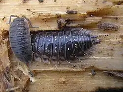 Porcellio scaber (слева) и Oniscus asellus (справа)