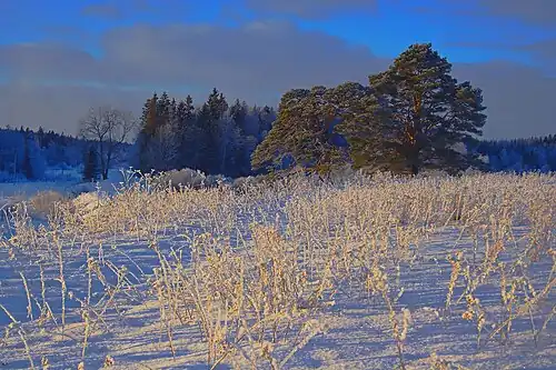 Поркуни зимой