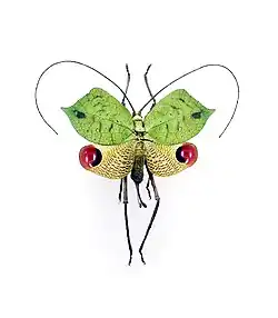 Глазчатые пятна на задних крыльях кузнечика Porphyromma viridifolia