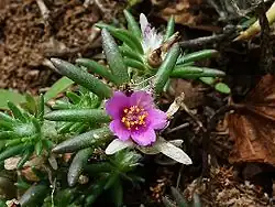 Portulaca mundula