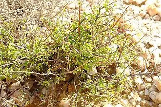 Portulacaria fruticulosa